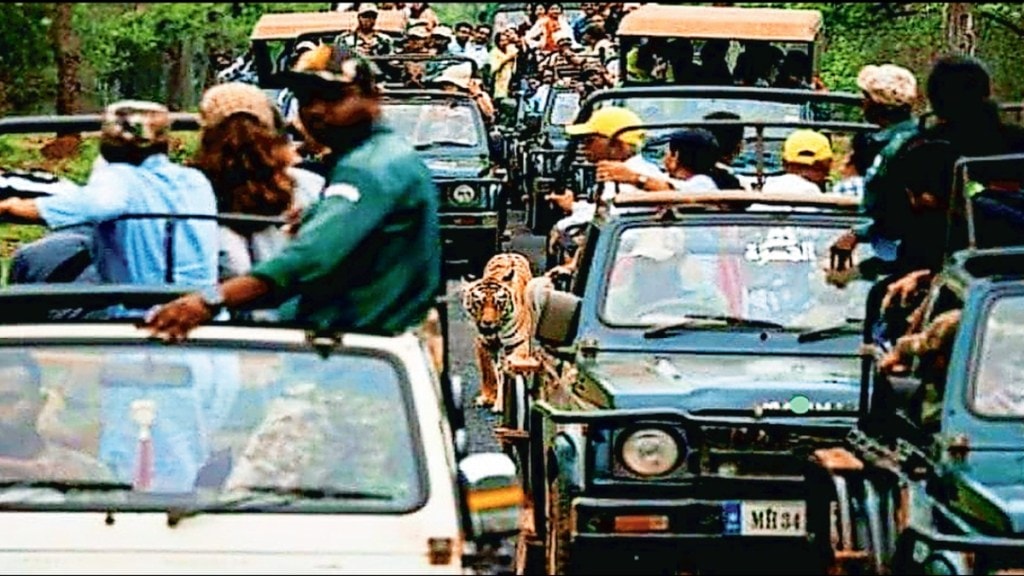 tiger surrounded by tourists vehicle