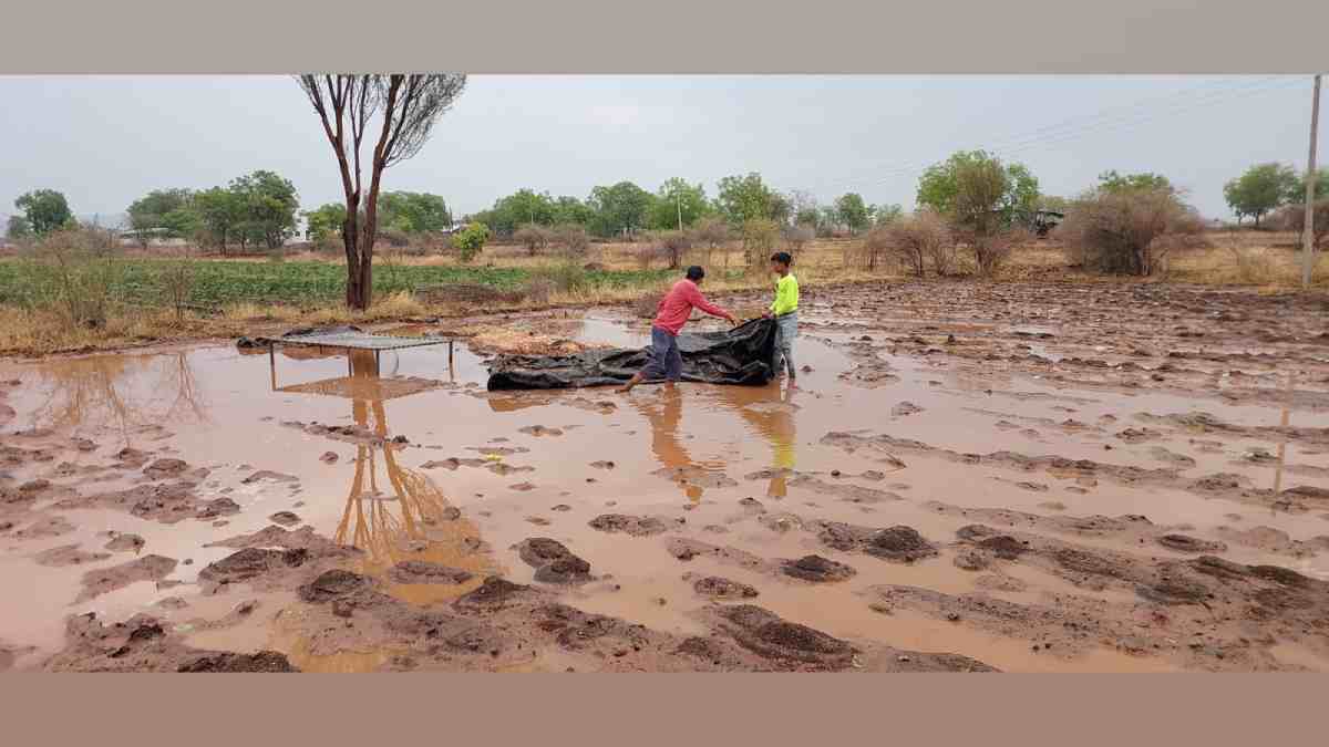 नाशिकमध्ये पावसाने ५१३ हेक्टरवरील पिकांचे नुकसान | Heavy Rains And Gale ...