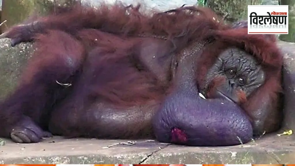 What is animal diplomacy orangutan diplomacy in Malaysia