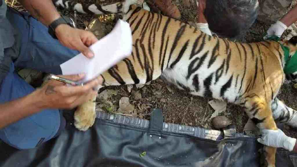 A two and a half year tiger, Ballarpur Forest, tiger died in a fight between two tigers, Chandrapur Six Tigers Dead in Ten Months, tigers dead in Ballarpur Forest, Chandrapur news, tiger news,