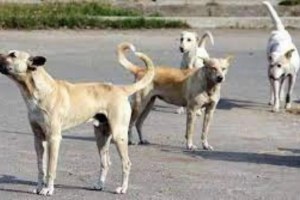 stray dog ​​died man hit his on head with cricket bat in ​​Ghodbunde