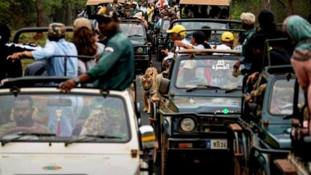 15 gypsy drivers and guides suspended for one week for blocking road of tiger t114 in the core zone in tadoba andhari tiger reserve