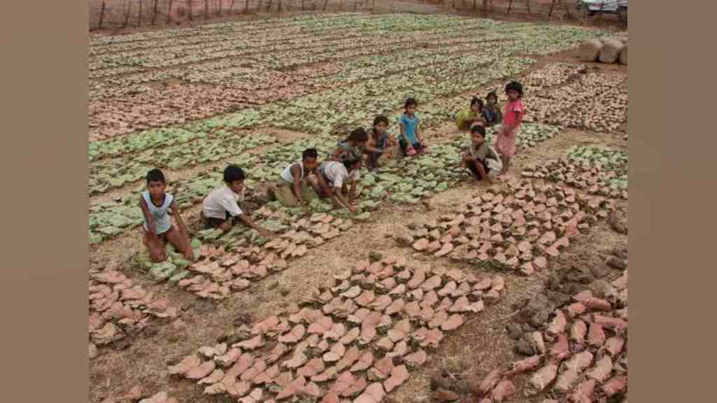 Tendu Season, Gadchiroli Tendu Season, Gadchiroli district, Tendu Season Hit, Price Demands, Unseasonal Rain, Unseasonal Rain Affecting Local Economy, Naxalite Extortion,