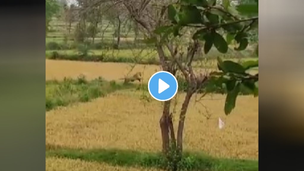 Women laborers who went to harvest paddy in Bhandara saw a tiger in the field