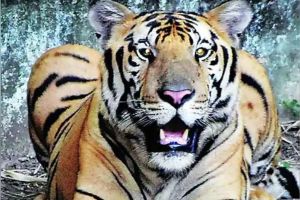 nagpur village woman killed in tiger attack