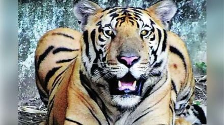 nagpur village woman killed in tiger attack