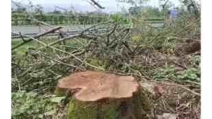 Trees Die in Chandrapur, Chandrapur Power Station Plantation Project, Contractor Fined for Negligence Plantation, Thousands of Trees Die, Chandrapur news, plantation news,