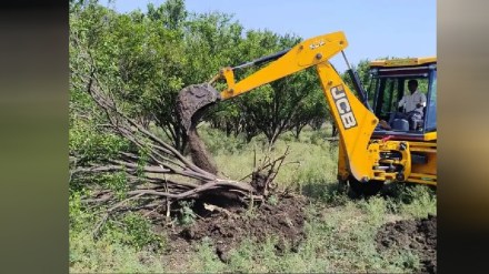 Due to lack of price for oranges a farmer from Pipnalgaon in Washim district uprooted 600 trees by using JCB