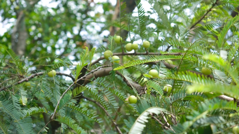 what-happens-to-your-body-when-you-have-one-steamed-amla-daily