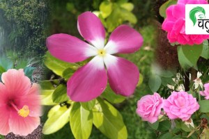 rainy season, flowers, plantation, backyard