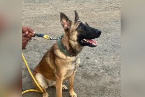 Nine-month-old Bela sniffer dog is now part of Pench tiger project in Maharashtra