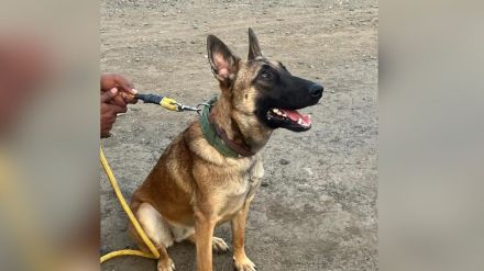 Nine-month-old Bela sniffer dog is now part of Pench tiger project in Maharashtra