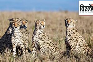 Cheetah in gandhi sagar wild life sanctuary