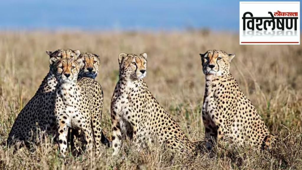 Cheetah in gandhi sagar wild life sanctuary