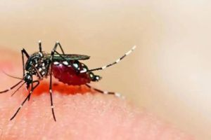 Increase in number of Dengue patients in Vidarbha