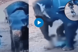 Elephant trampled its owner badly and he lost his life