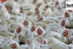First human death from H5N2 bird flu virus transmission