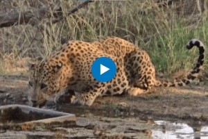 IAS officer posts close-up video of leopard drinking from waterhole amid scorching heat