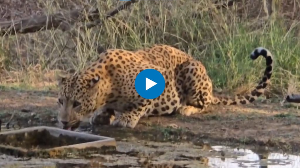 IAS officer posts close-up video of leopard drinking from waterhole amid scorching heat