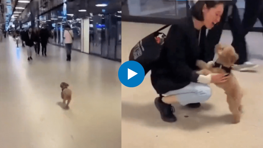 Dog jumped for joy after meeting owner