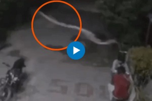 punjab fazilka jalalabad flying snake CCTV video viral outside saloon