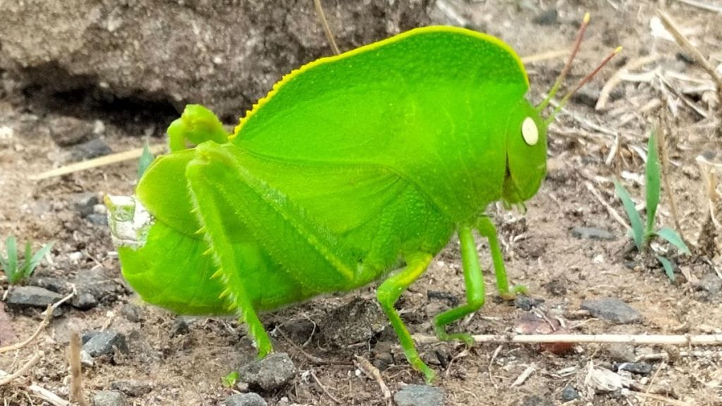 In Satara Hooded Grasshopper survives in Sahyadri