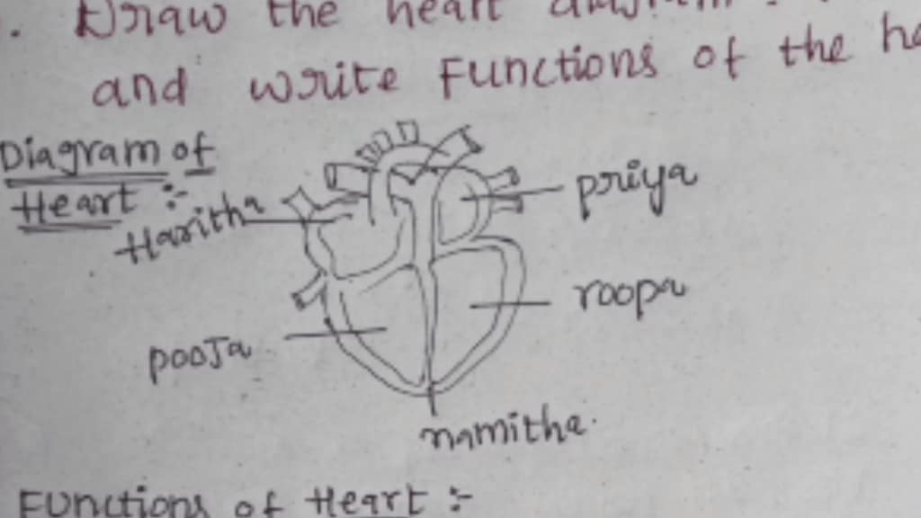 In the exam the student drew a diagram of the heart given the name of the girl in each part of the heart see the viral photo