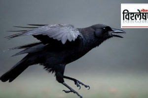 Indian House Crows vs Kenyan government