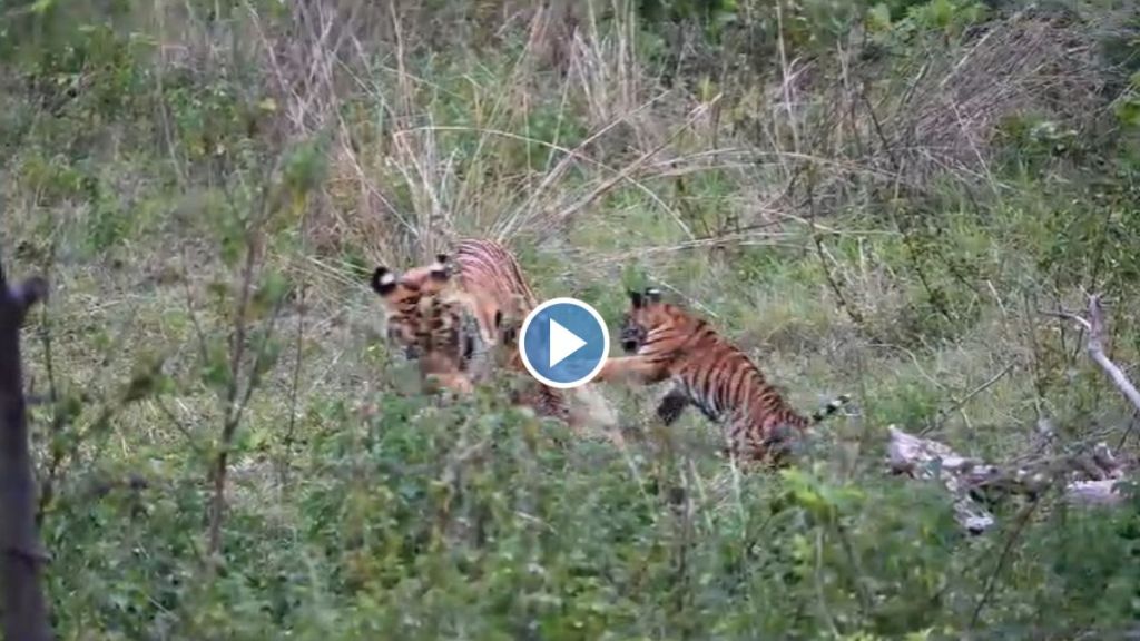 Junabai tigress having fun with two cubs in Tadoba video goes viral on social media