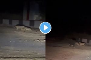 Junagadh Lion Viral Video