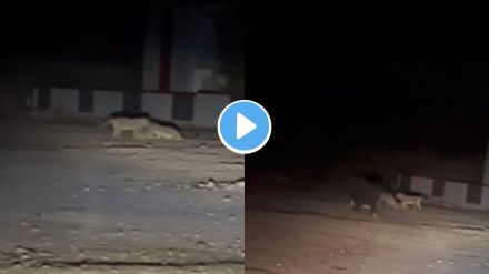 Junagadh Lion Viral Video