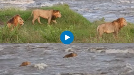 Lions tackle raging river in dramatic video from Maasai Mara National Reserve