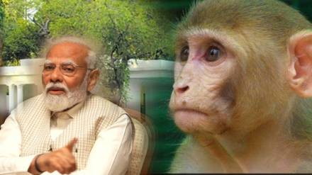Prime Minister Modi House Dehydrated Monkey Was Rescued