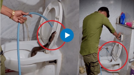 New Fear Unlocked Viral Video Shows Cobra Coming Out Of Toilet Commode
