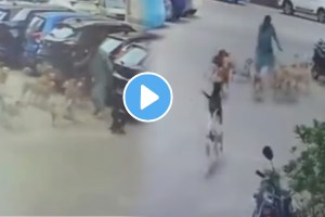 Brave Woman Fights Off Around 15 Stray Dogs With Slipper In Hyderabad shocking video