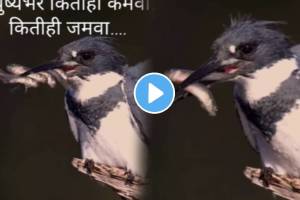 Bird video goes viral