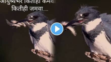 Bird video goes viral