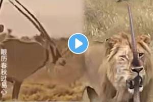 Animal Fight Video Deer Vs Lion Video Viral On Social Media Trending