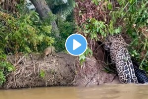 Jump into the water and catch the crocodile in its jaws dangerous video