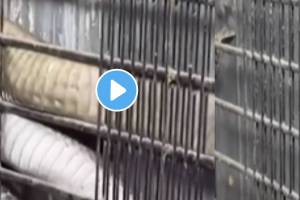 king cobra was hiding in fridge everyone was shocked after seeing it video