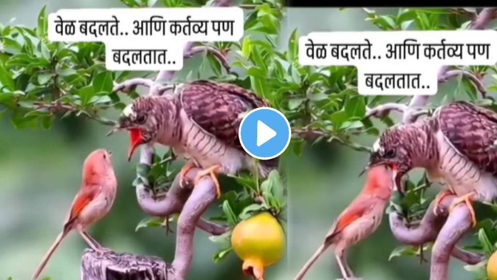 Baby bird feeding his old father bird father-son emotional video