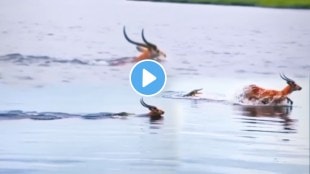Wildlife Viral Video On Internet Crocodile Attack On Dear shocking video