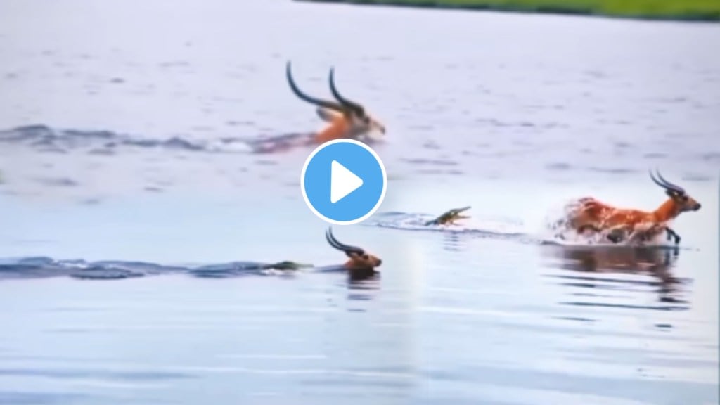 Wildlife Viral Video On Internet Crocodile Attack On Dear shocking video