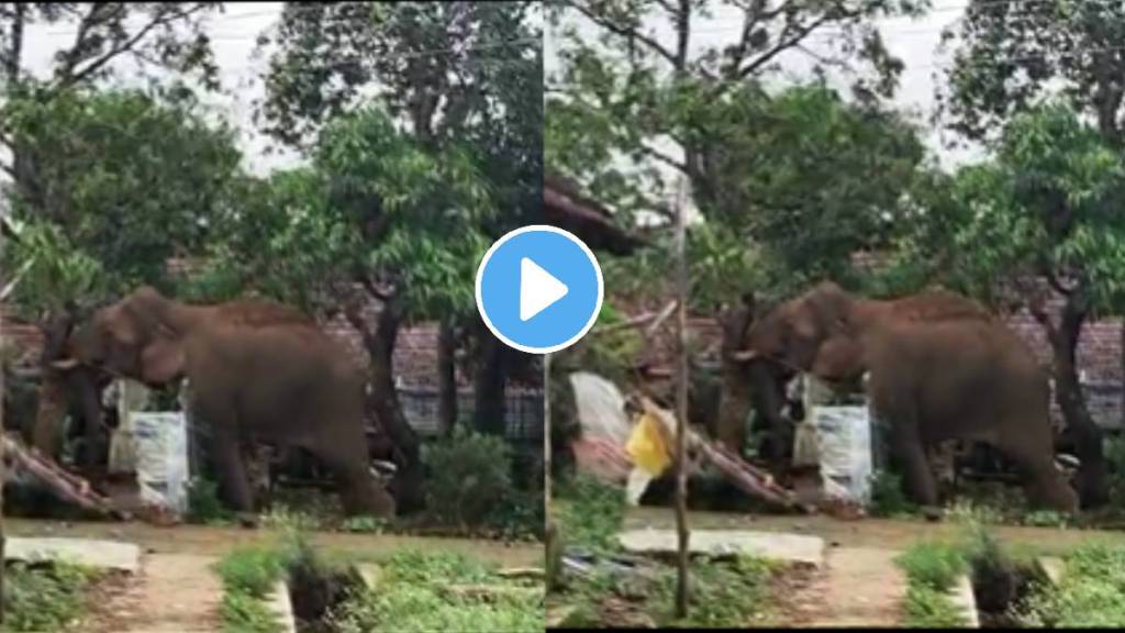 Say hello to wild elephant Chillikompan who has stolen the spotlight with his passion for mangoes watch viral video