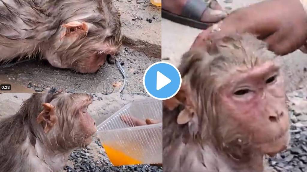 monkey plummeted from a tree due to intense heat locals rescue monkey with ORS massage cold water bath watch video