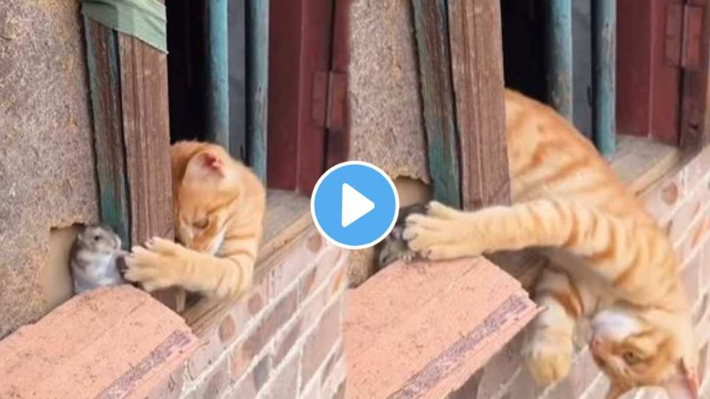 A cat finds a hidden mouse Viral Video