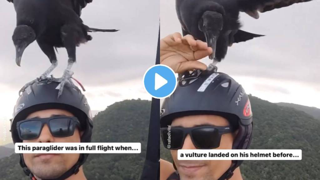 vulture lands on top of the paragliders head protected by a helmet watch The man remained calm Watch viral video