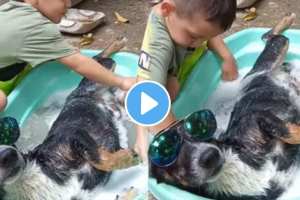 Viral Video A dog bathing with goggles on his eyes