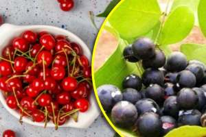 cranberries vs karonda which is healthier cranberries and karonda health benefits