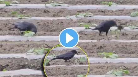 crow herds huge damage to agricultural crops video goes viral on social media